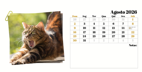 Fotografias de Gatos