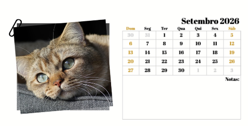 Fotografias de Gatos