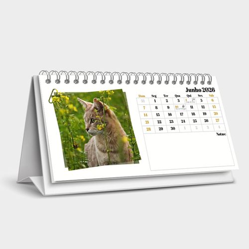 Fotografias de Gatos