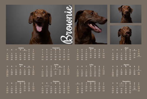 Animal de Estimação